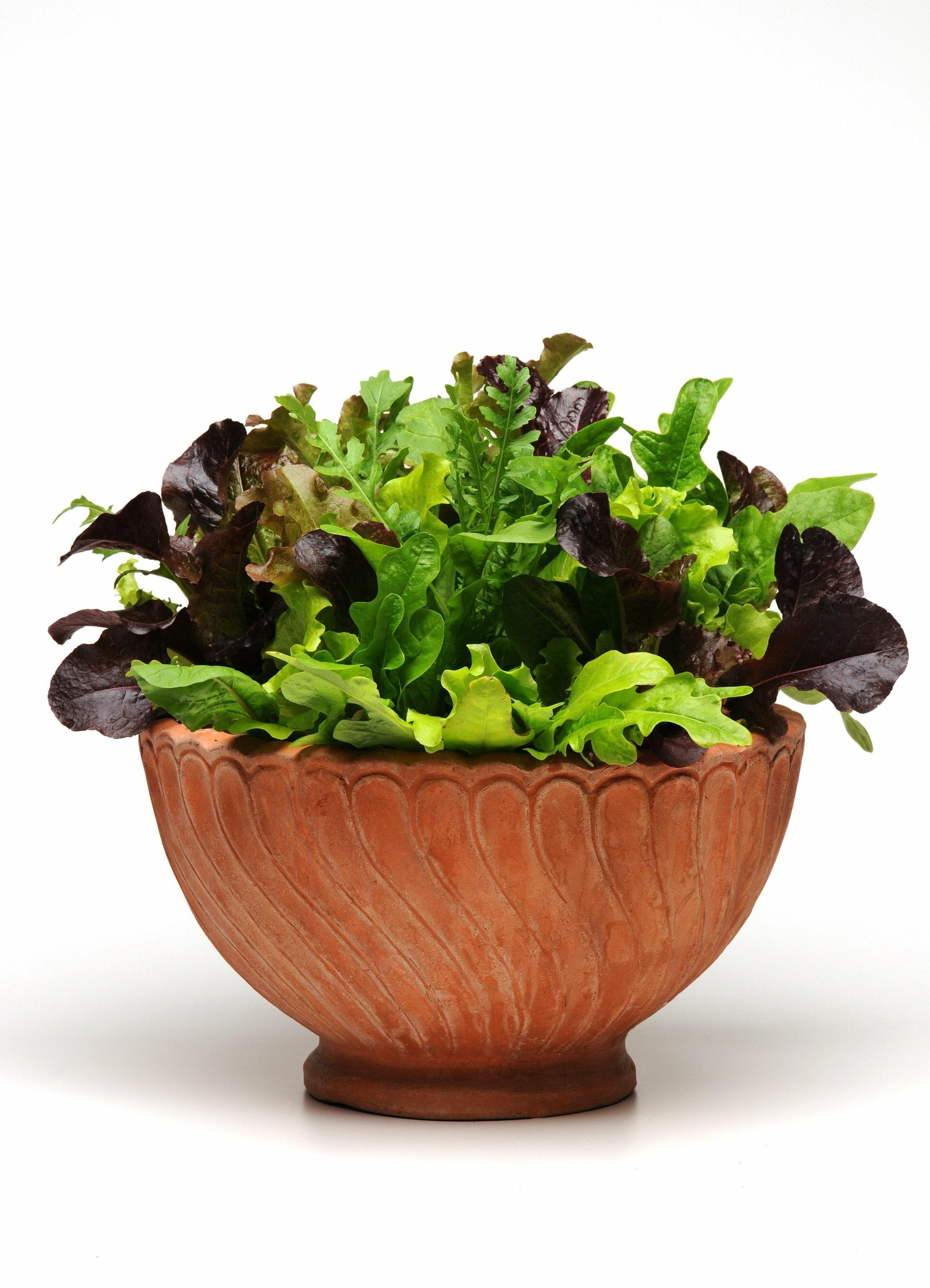 Salad Bowl Alfresco Mix