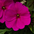 New Guinea Sonic Deep Purple