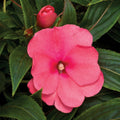 New Guinea Sonic Pink