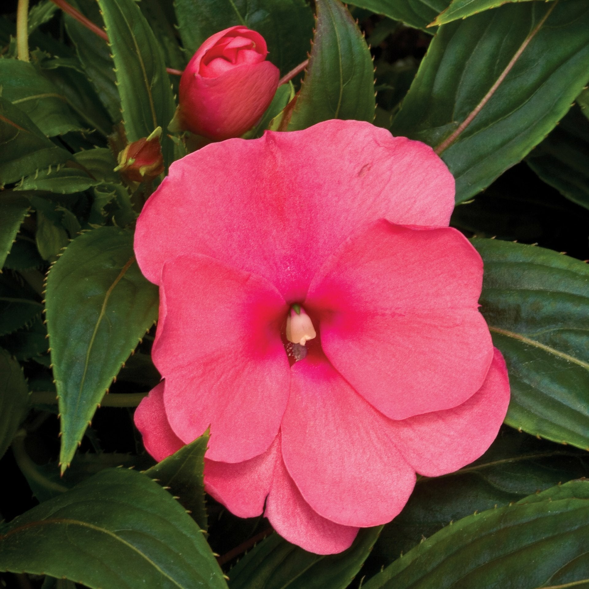 New Guinea Sonic Pink