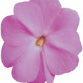 New Guinea Super Sonic Lavender