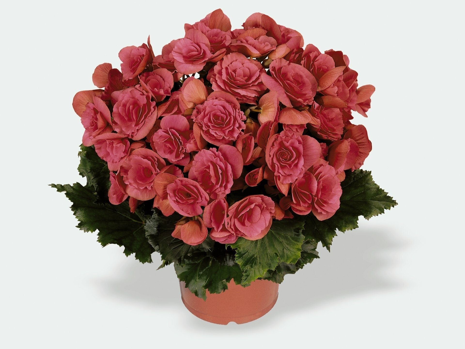Rieger Begonia Berseba Pink Basket