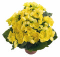 Rieger Begonia Blitz Basket