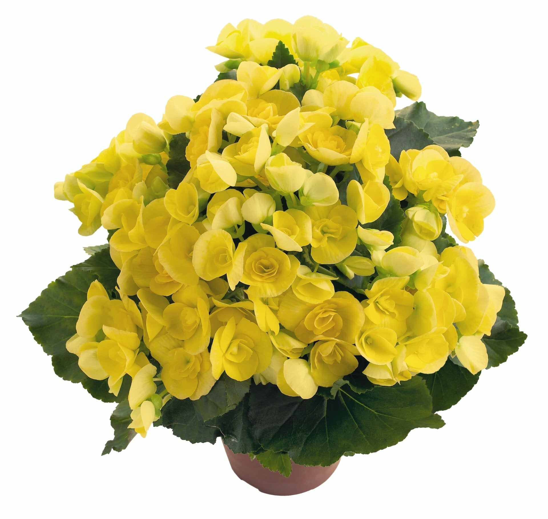Rieger Begonia Blitz Pot