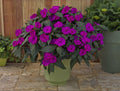 Sunpatiens Deep Purple Pot