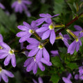 Scaevola Bombay Dark Blue Pot