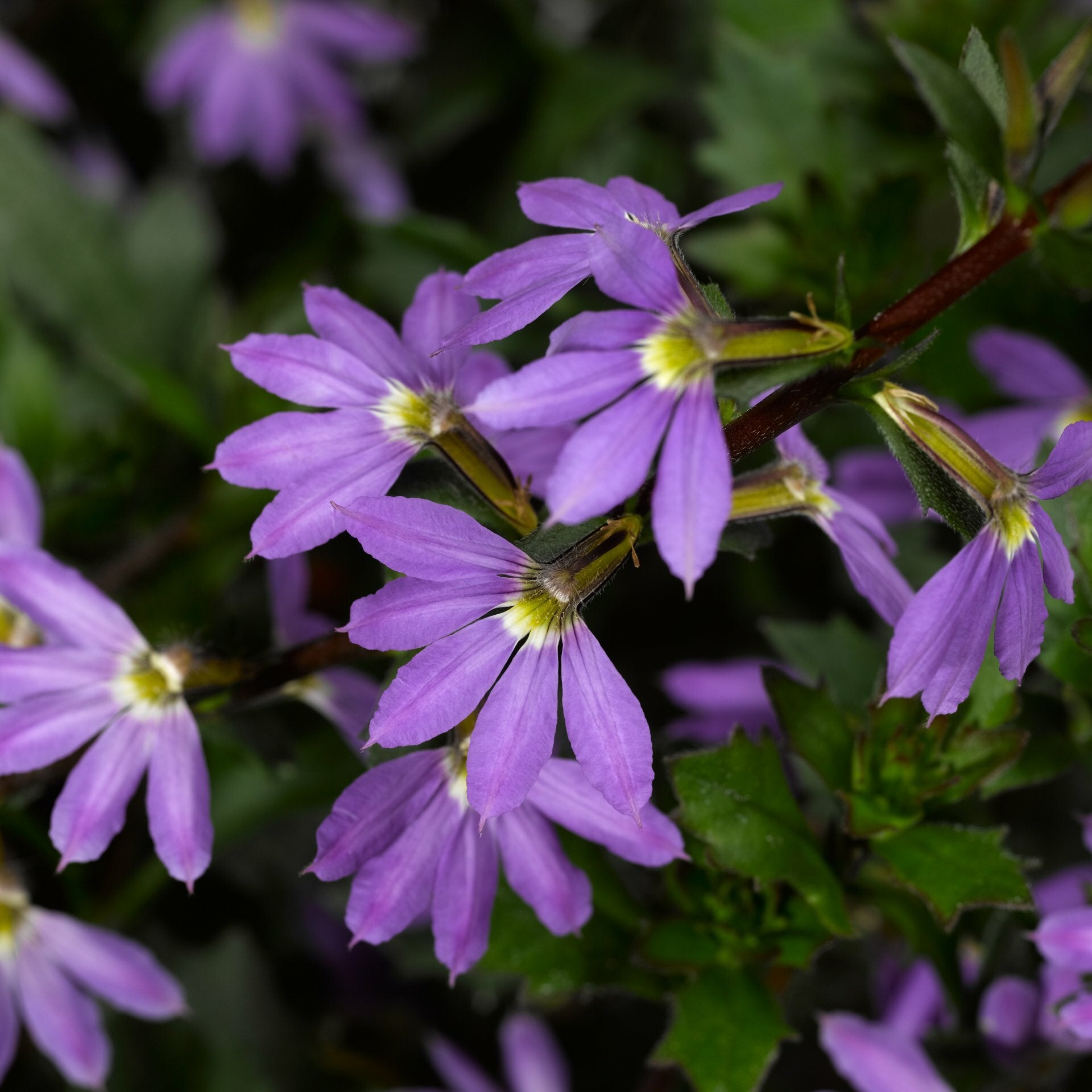 Scaevola Bombay Dark Blue Basket