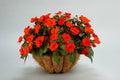 Sunpatiens Electric Orange Pot