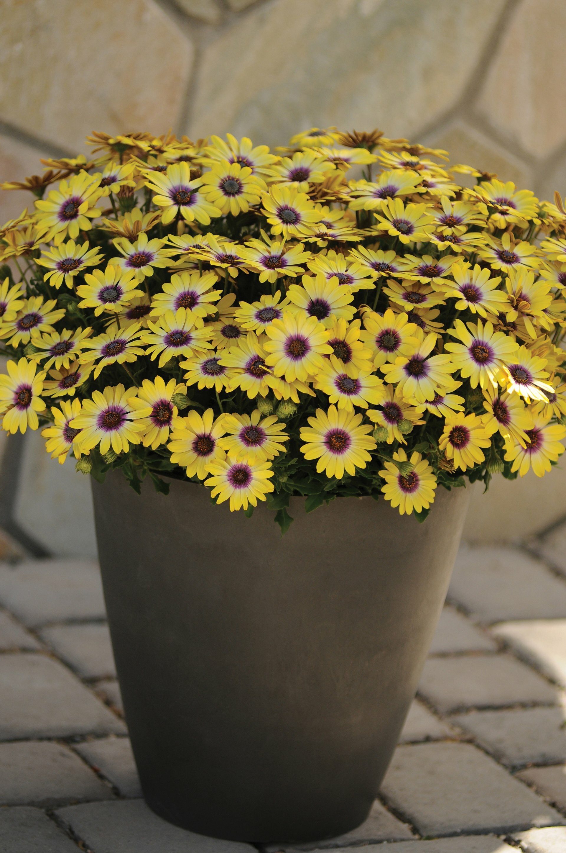 Osteospermum Blue Eyed Beauty Pot