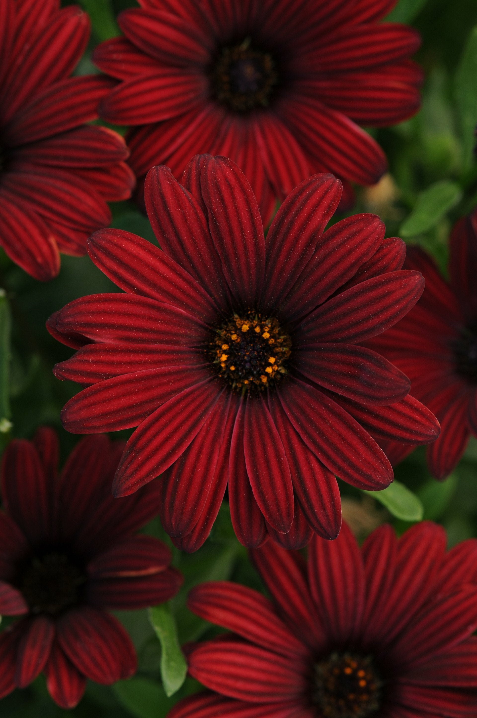 Osteospermum Serenity Red Pot