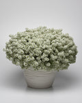 Lobularia Easy Breezy White Pot