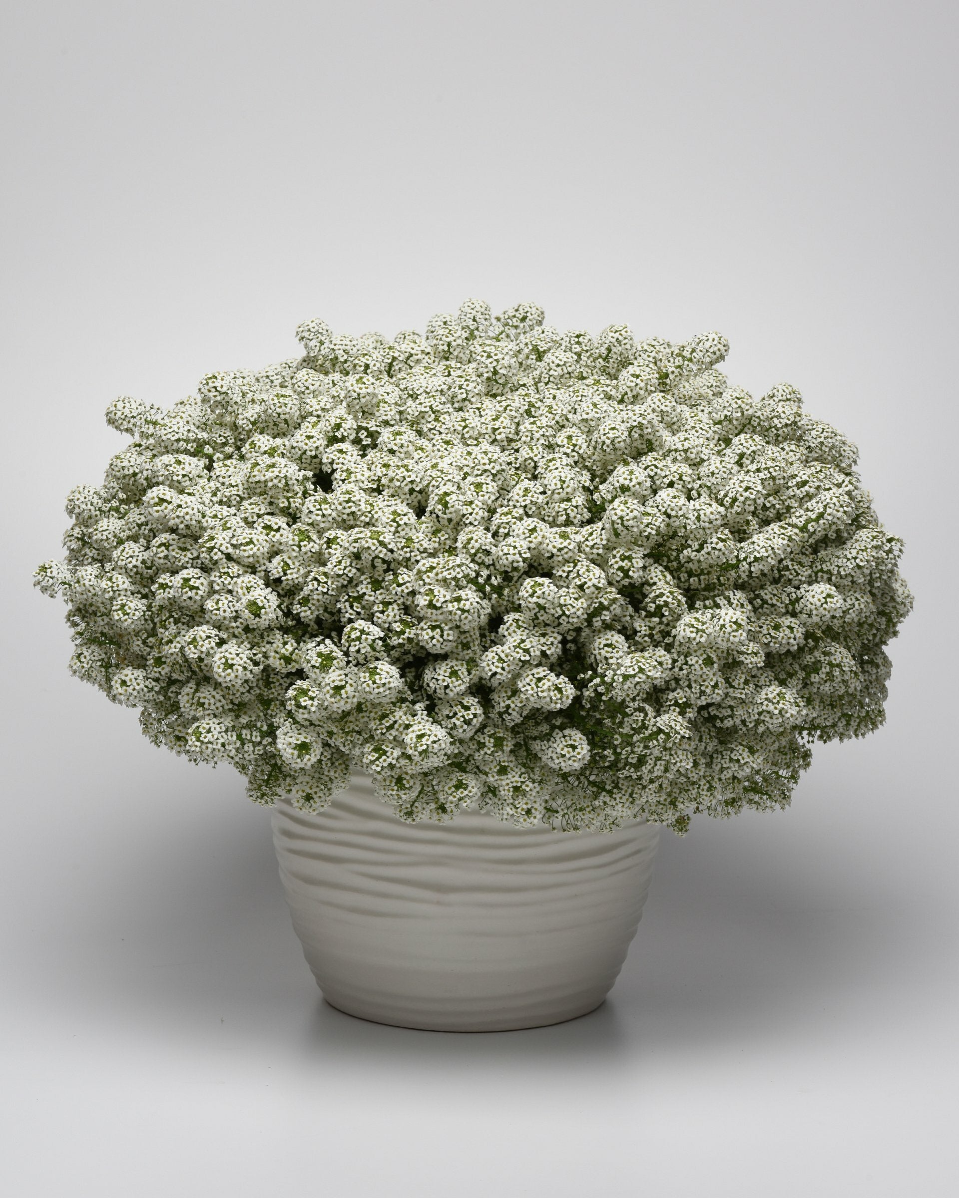 Lobularia Easy Breezy White Pot
