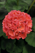 Geranium Dynamo Dark Salmon Basket
