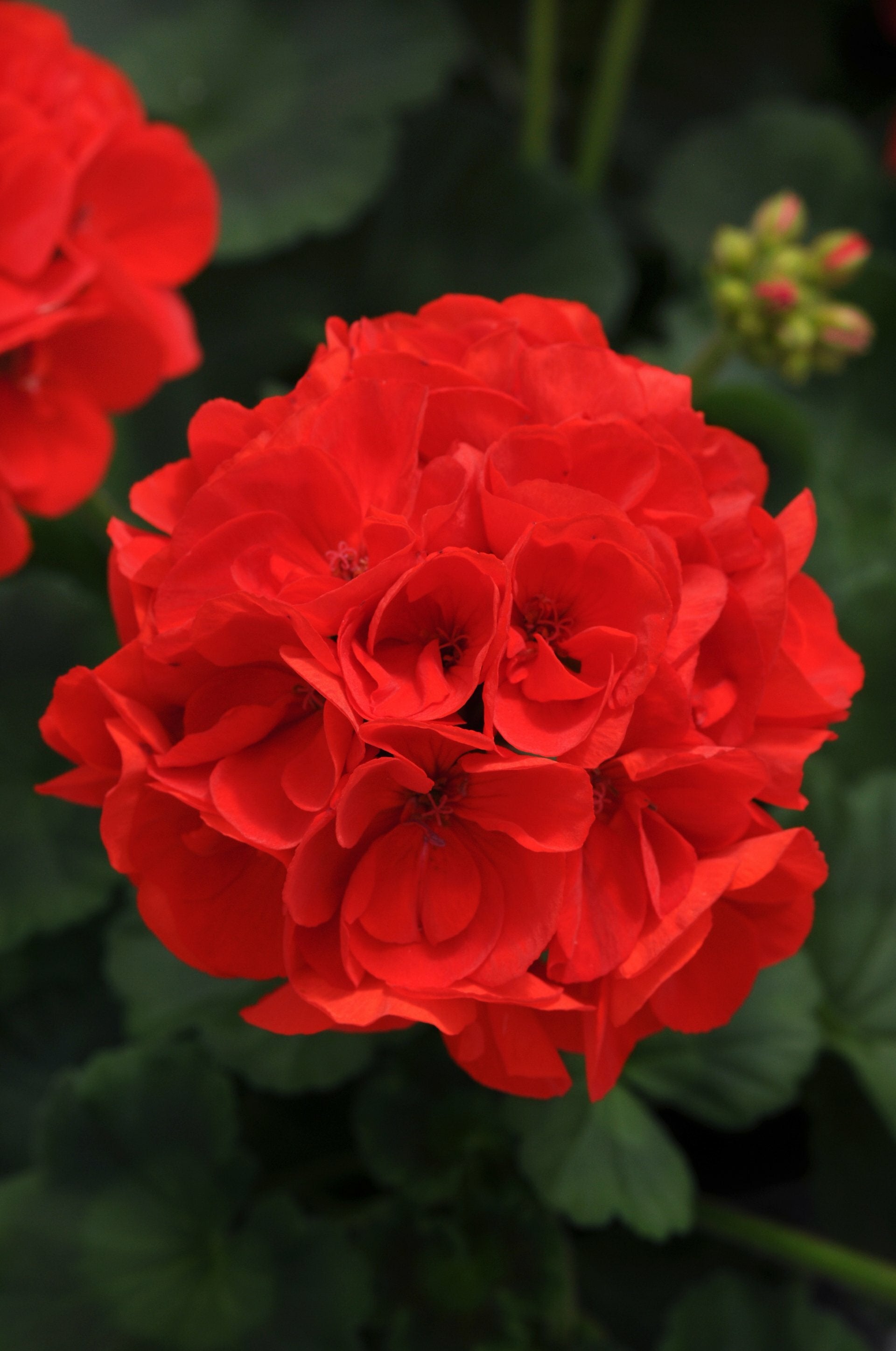 Geranium Dynamo Scarlet Pot