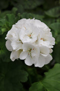 Geranium Dynamo White Pot