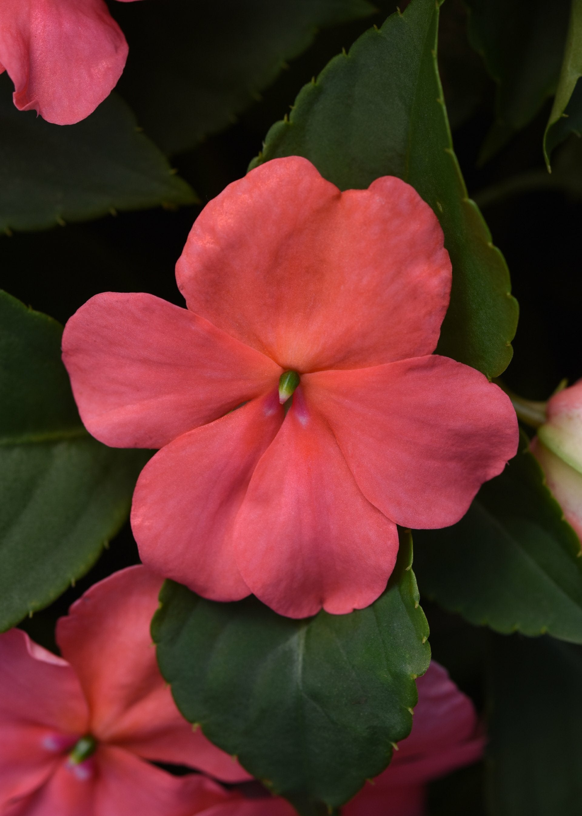 Impatiens Beacon Coral Basket