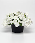 Impatiens Beacon White
