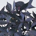 Potato Vine Blackie