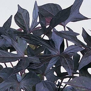 Potato Vine Blackie