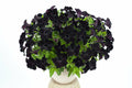 Petunia Black Magic Pot