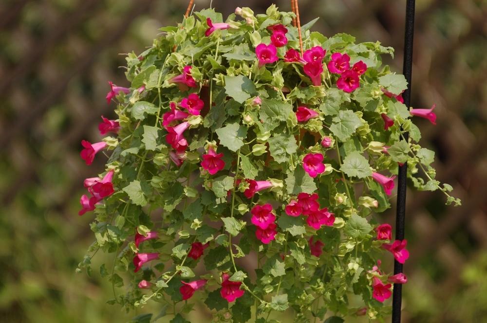Lophospermum Compact Rose Basket