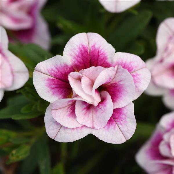 Calibrachoa Cabaret Strawberry Parfait Pot