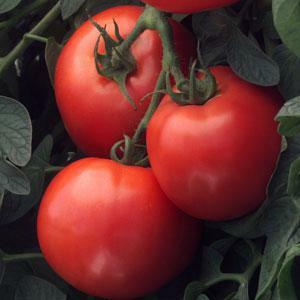 Tomato Early Girl
