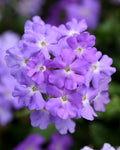 Verbena Firehouse Lavender