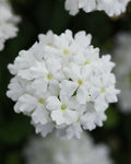 Verbena Firehouse White