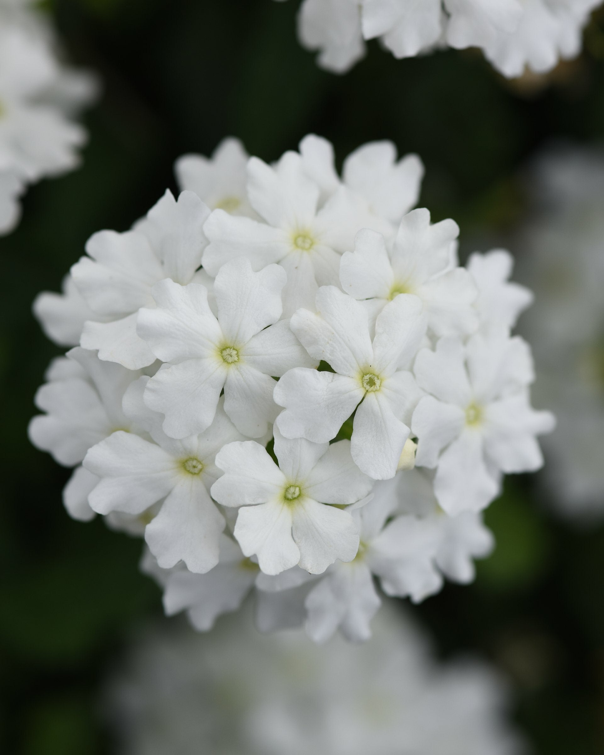 Verbena Firehouse White