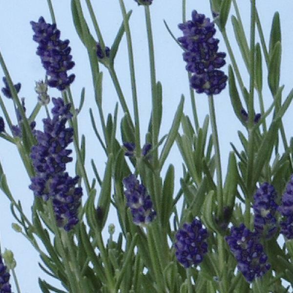 Munstead Purple Lavender