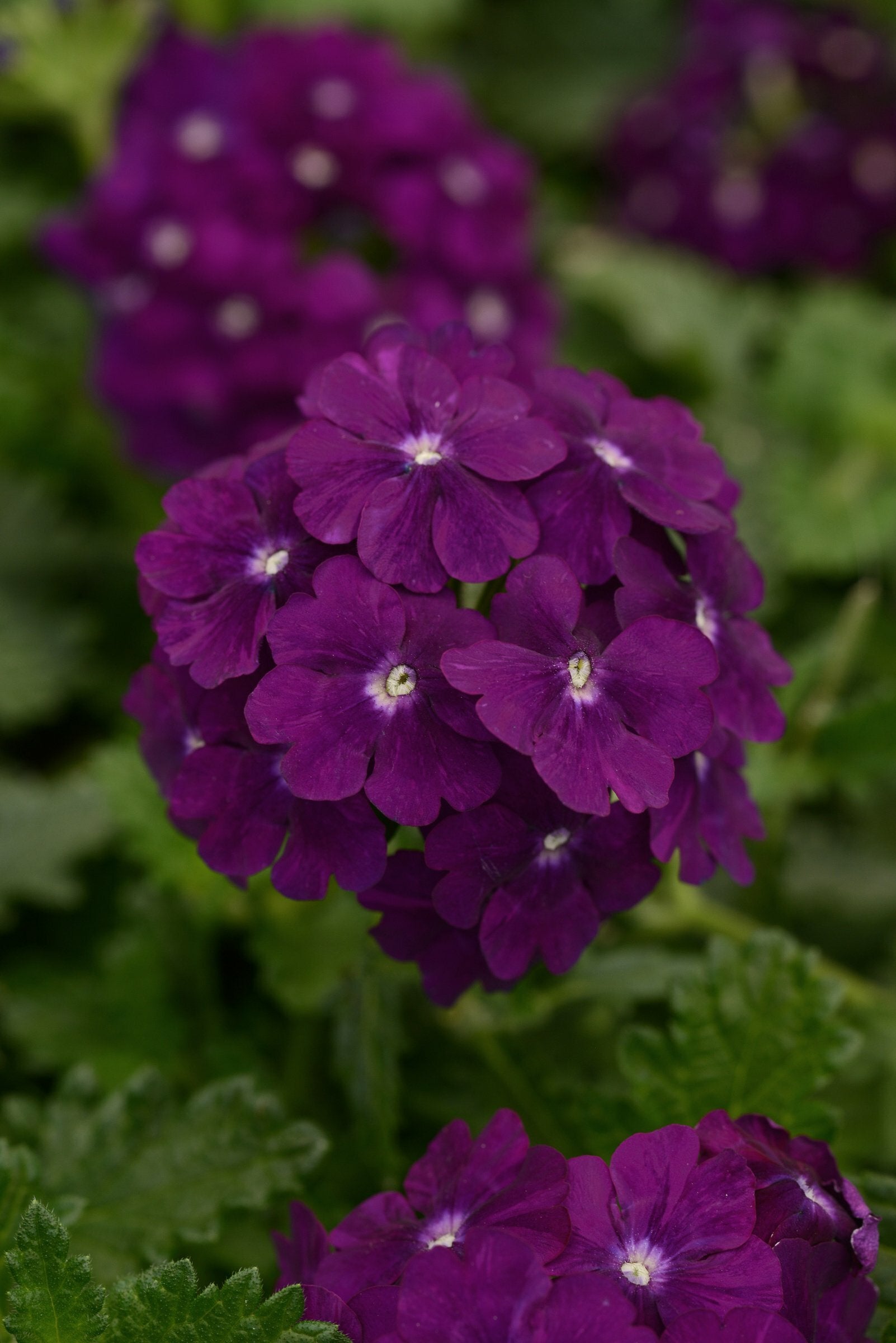 Verbena Firehouse Purple