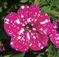 Petunia Headliner Pink Sky Pot
