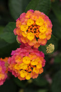 Lantana Lucky Sunrise Rose Pot
