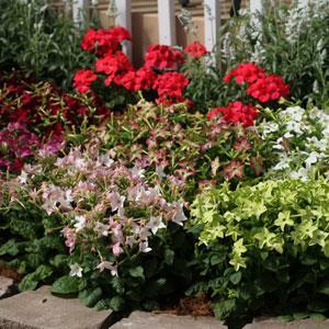 Nicotiana Starmaker Mix