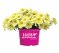 Petunia Wave Yellow Pot