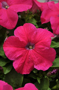 Petunia Pretty Grand Rose