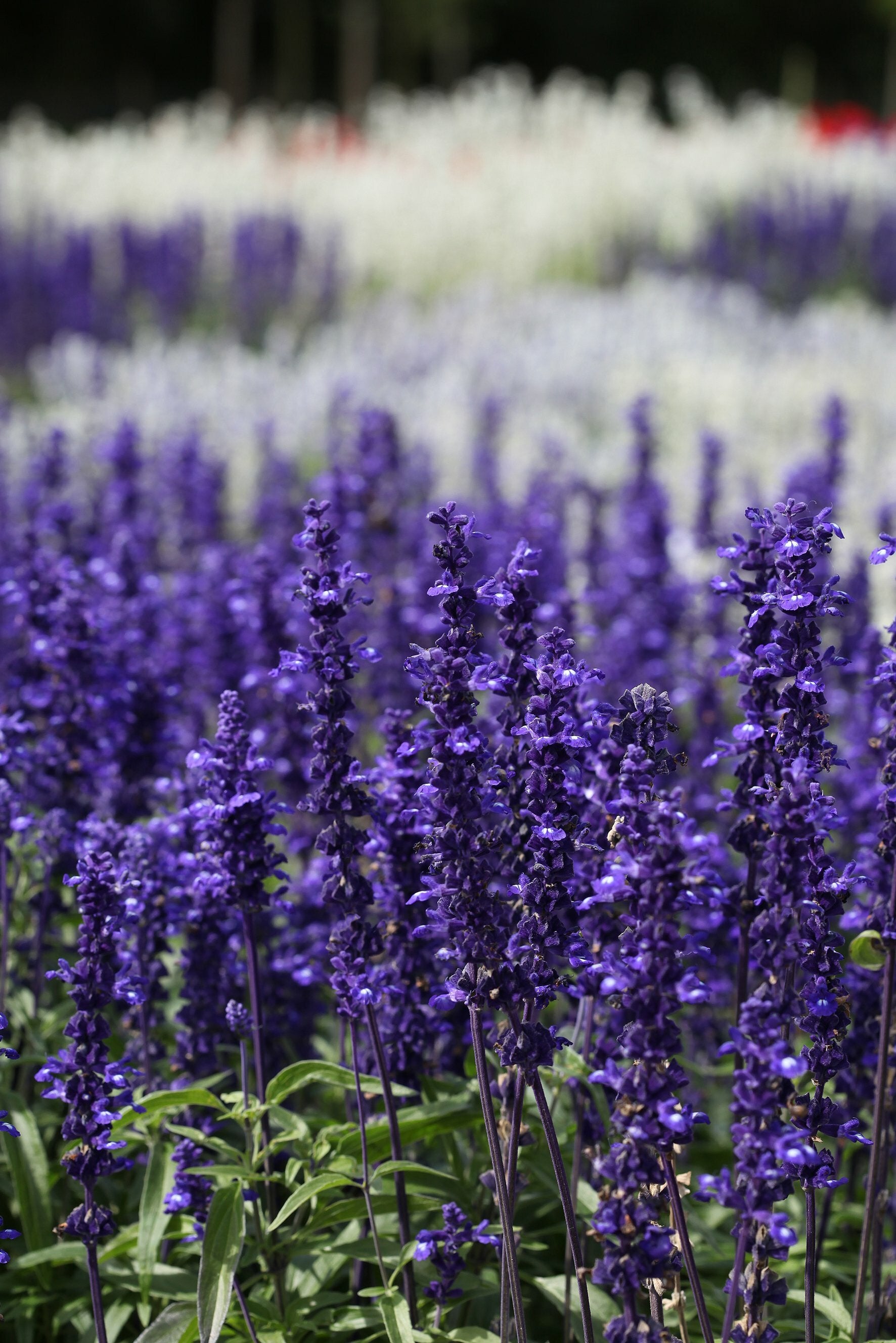 Salvia Victoria Blue