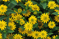Sanvitalia  Tsavo Yellow