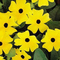 Thunbergia Sunny Lemon Star Pot