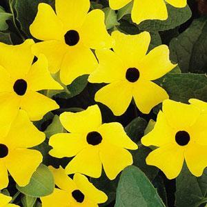 Thunbergia Sunny Lemon Star Pot