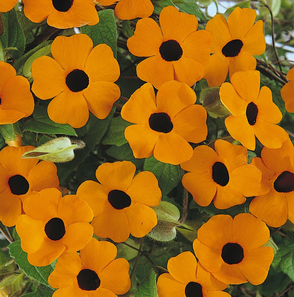 Thunbergia Sunny Orange Wonder Basket