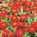 Zinnia Profusion Cherry