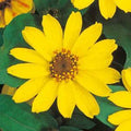 Zinnia Profusion Yellow