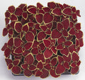 Coleus Wizard Scarlet