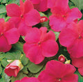 Impatiens Beacon Rose Basket