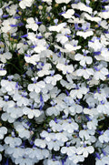 Lobelia Early Springs White