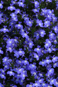 Lobelia Early Springs Blue Sky
