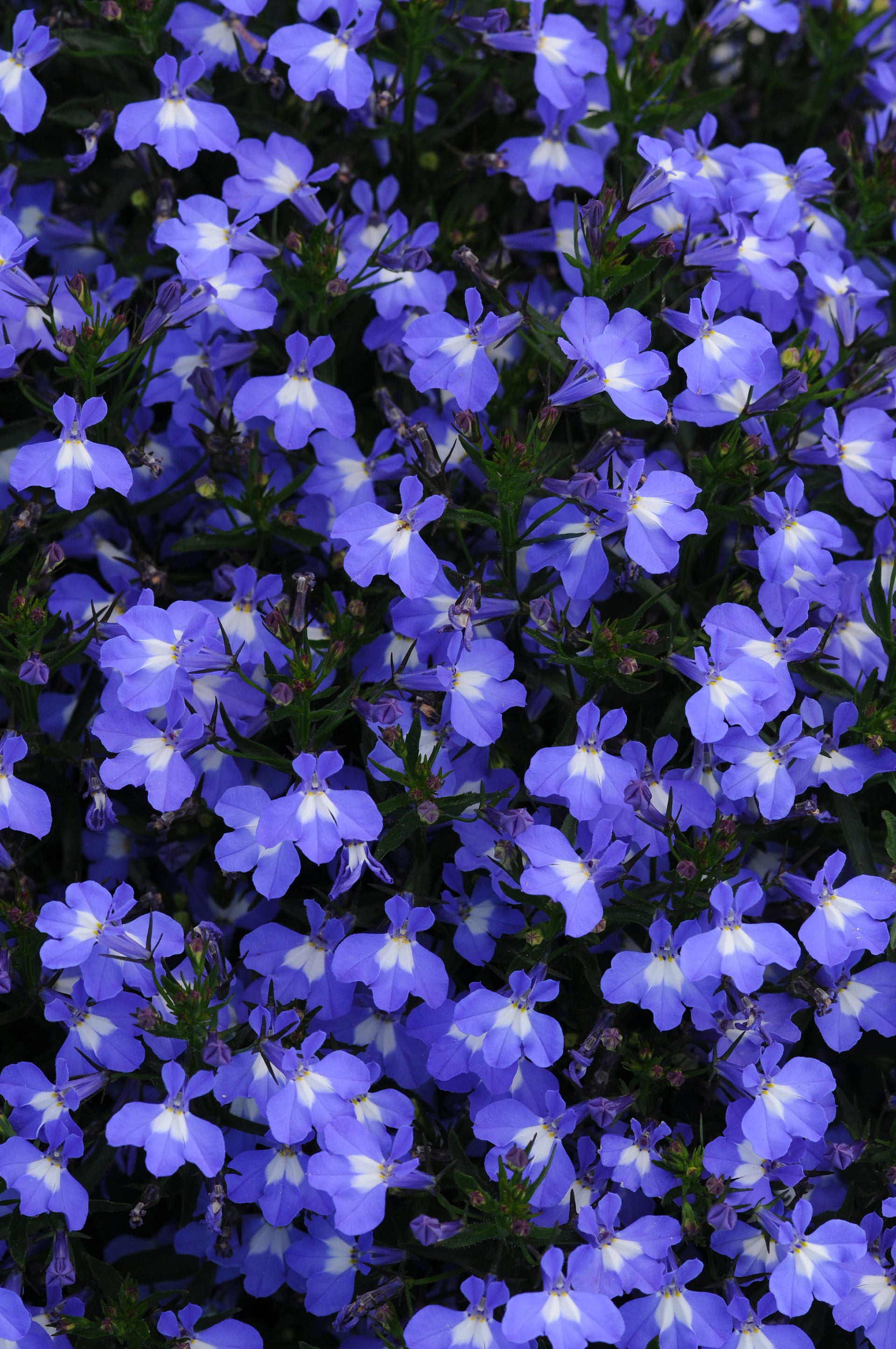 Lobelia Early Springs Blue Sky