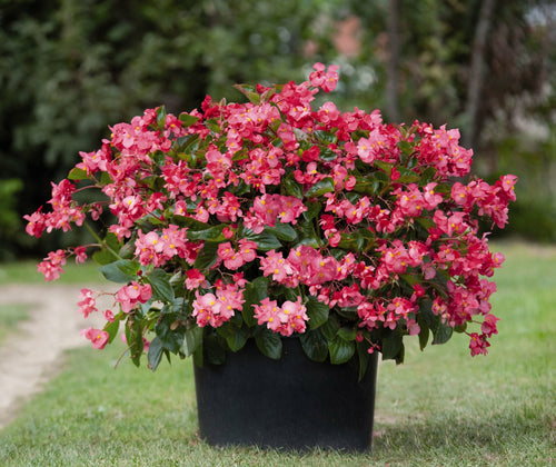 Begonia Whopper Green Leaf Rose